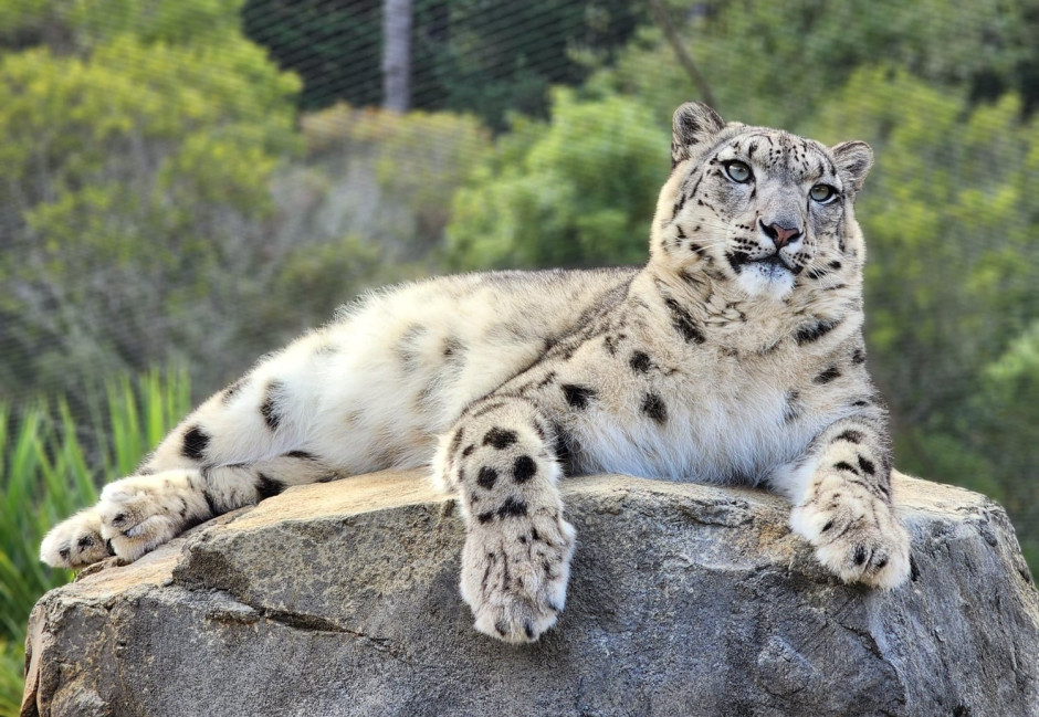 asha wellington zoo