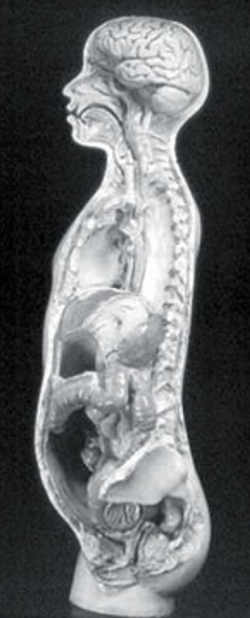 A greyscale illustration of the side profile of a human body showing all internal organs.