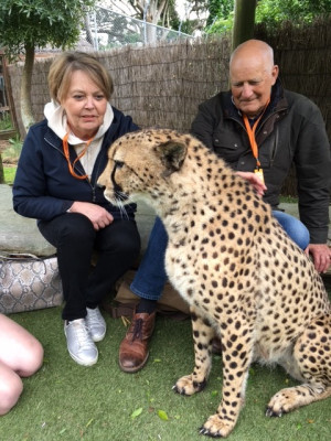 Karen English and husband Trevor at Wellington Zoo meeting a cheetah on their terms. It’s an overcast day. Both are happy and Karen is patting the cheetah.