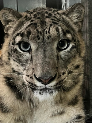 Manju the snow leopard staring straight at the camera.