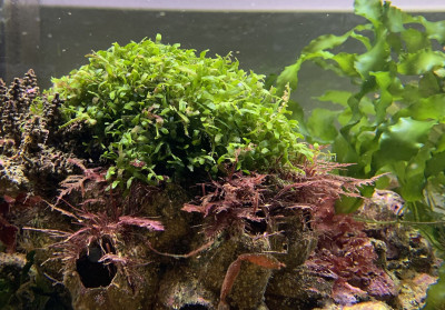 picture of the invasive species mini Caulerpa (Caulerpa brachypus).