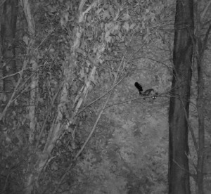  A possum is caught in the trees by the drone.